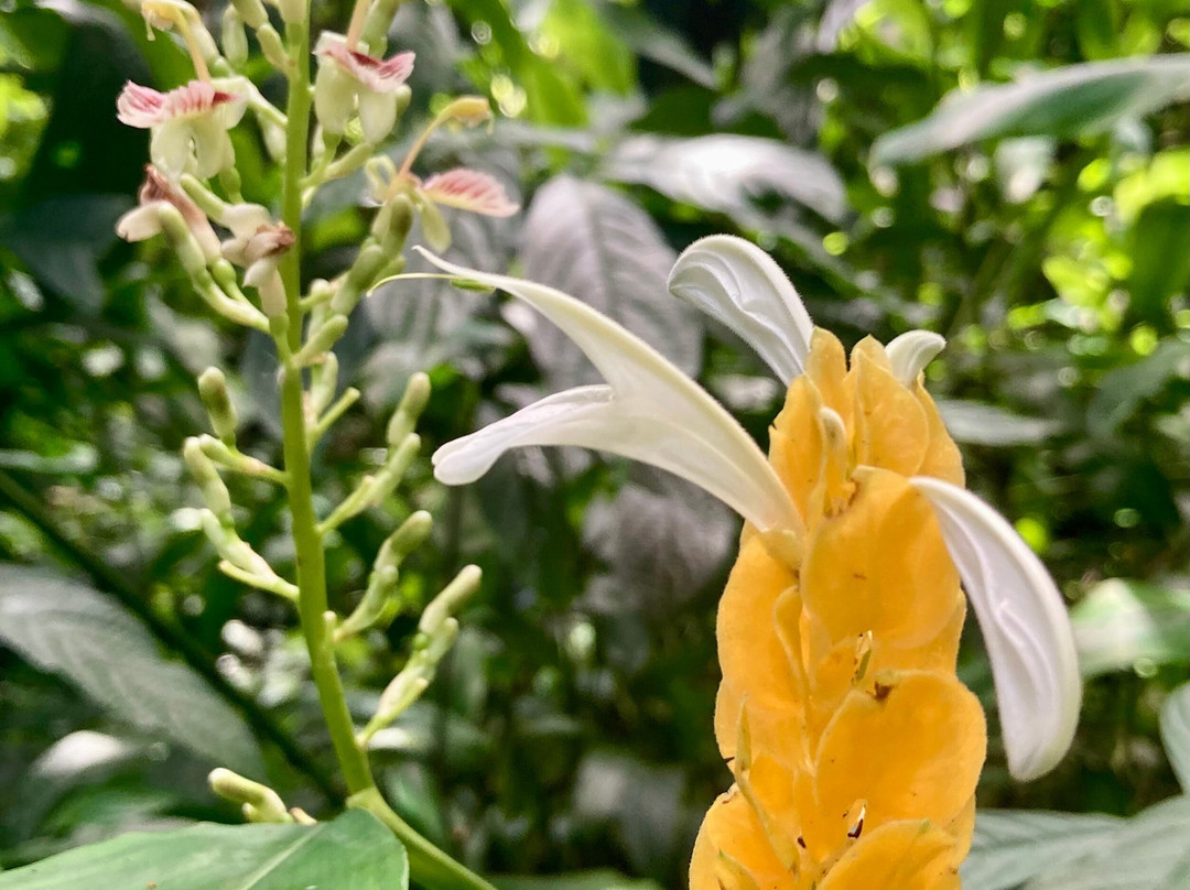 Jardin de Cantamerle-Capesterre-Belle-Eau必去景点