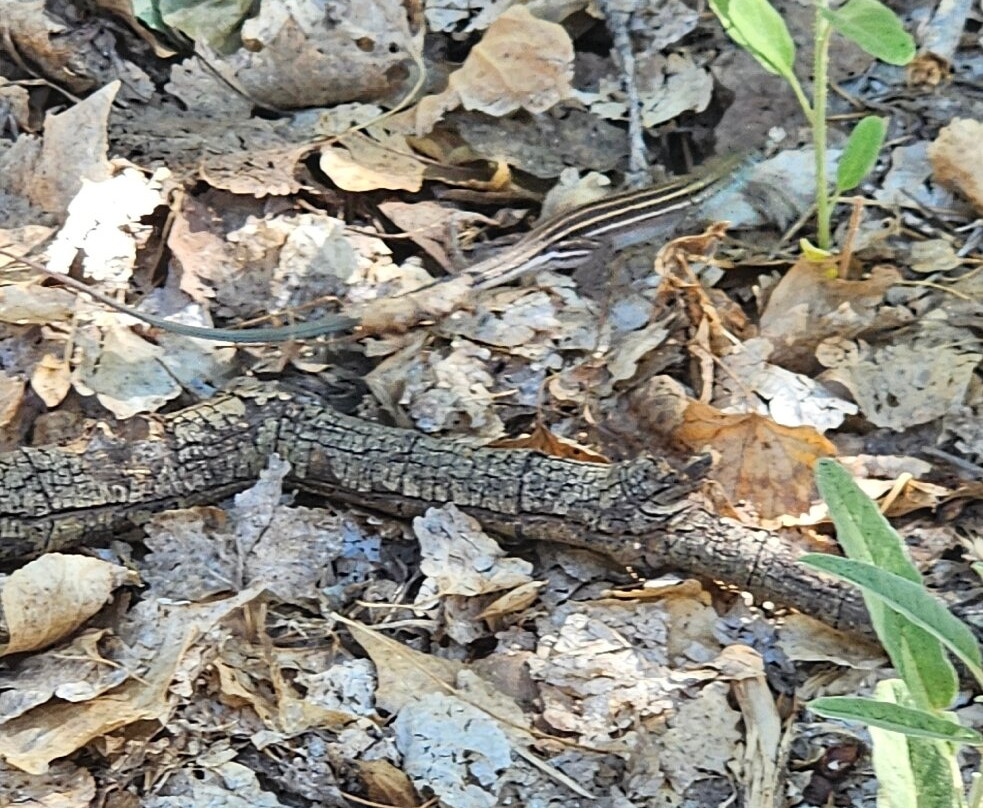 Old Town Jail Trail-Cottonwood必去景点