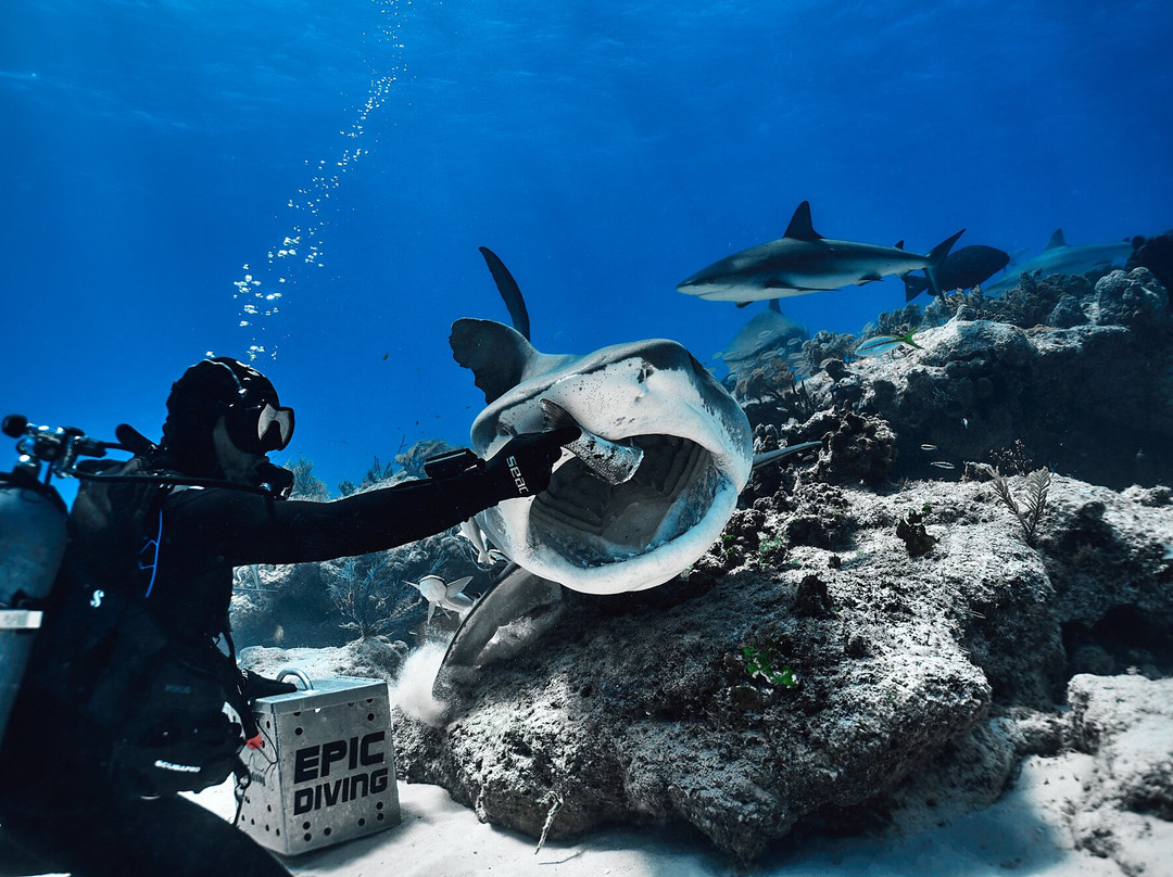 Epic Diving-West End必去景点