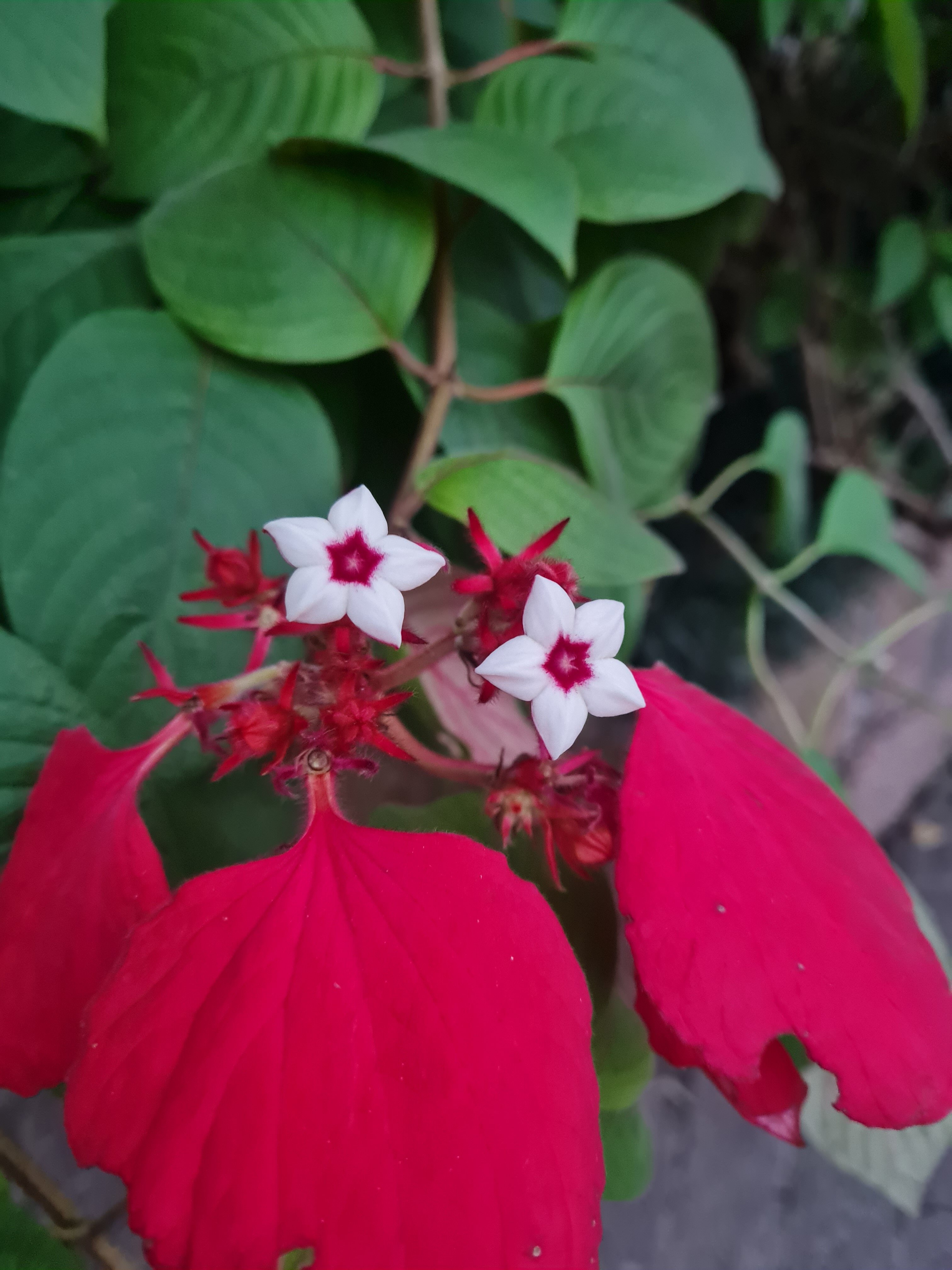 Almenat Embu das Artes, Tapestry Collection by Hilton-浴室