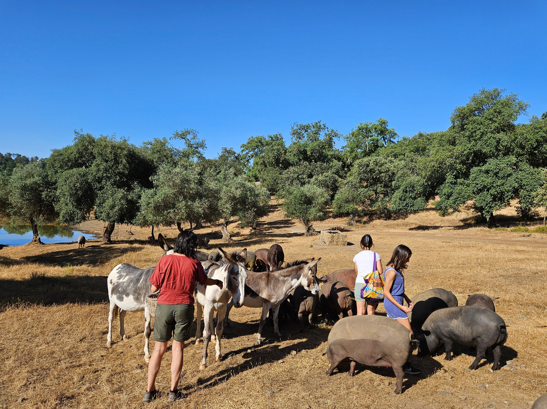 Ibéricos Vázquez-阿拉塞纳必去景点