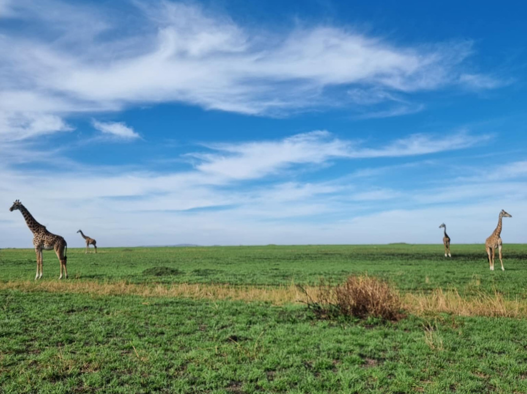 Alexia Chevron Safari Kenya-Talek必去景点