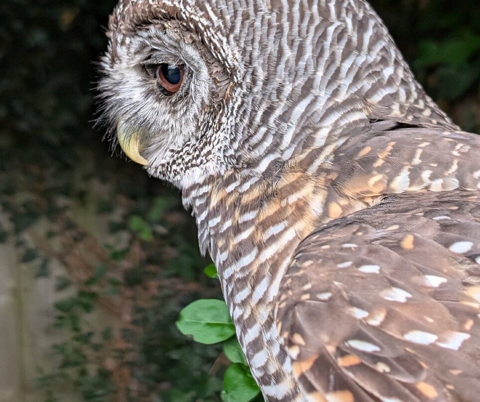 Cotswold Falconry Centre-莫顿因马什必去景点