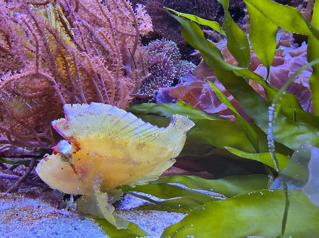 Aquarium de Lyon-La Mulatiere必去景点