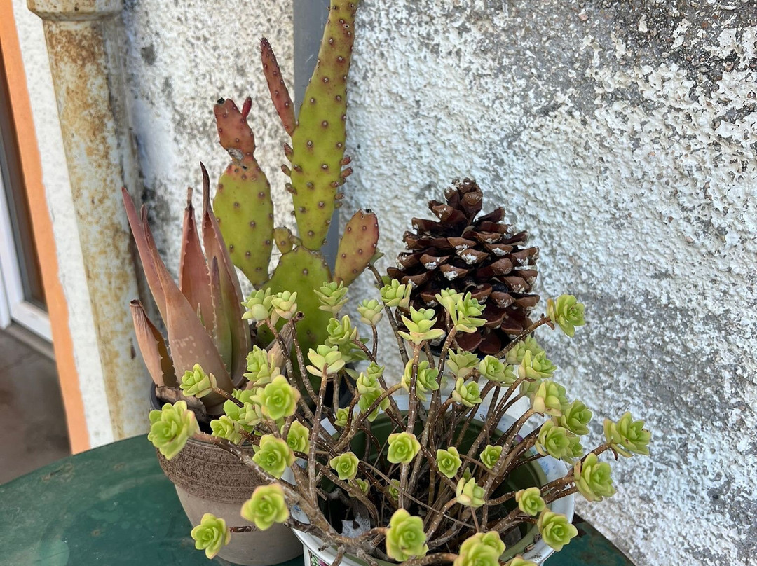 B & B Sotto le Stelle主图