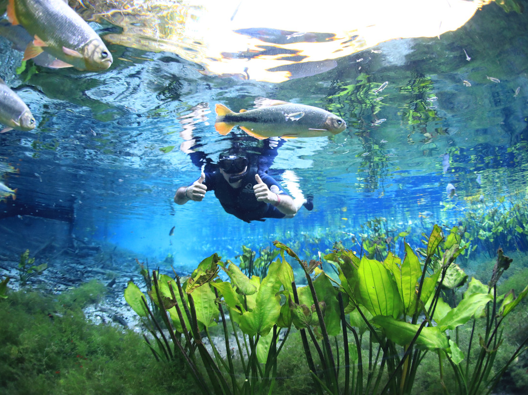 Aquario Natural-博尼图必去景点