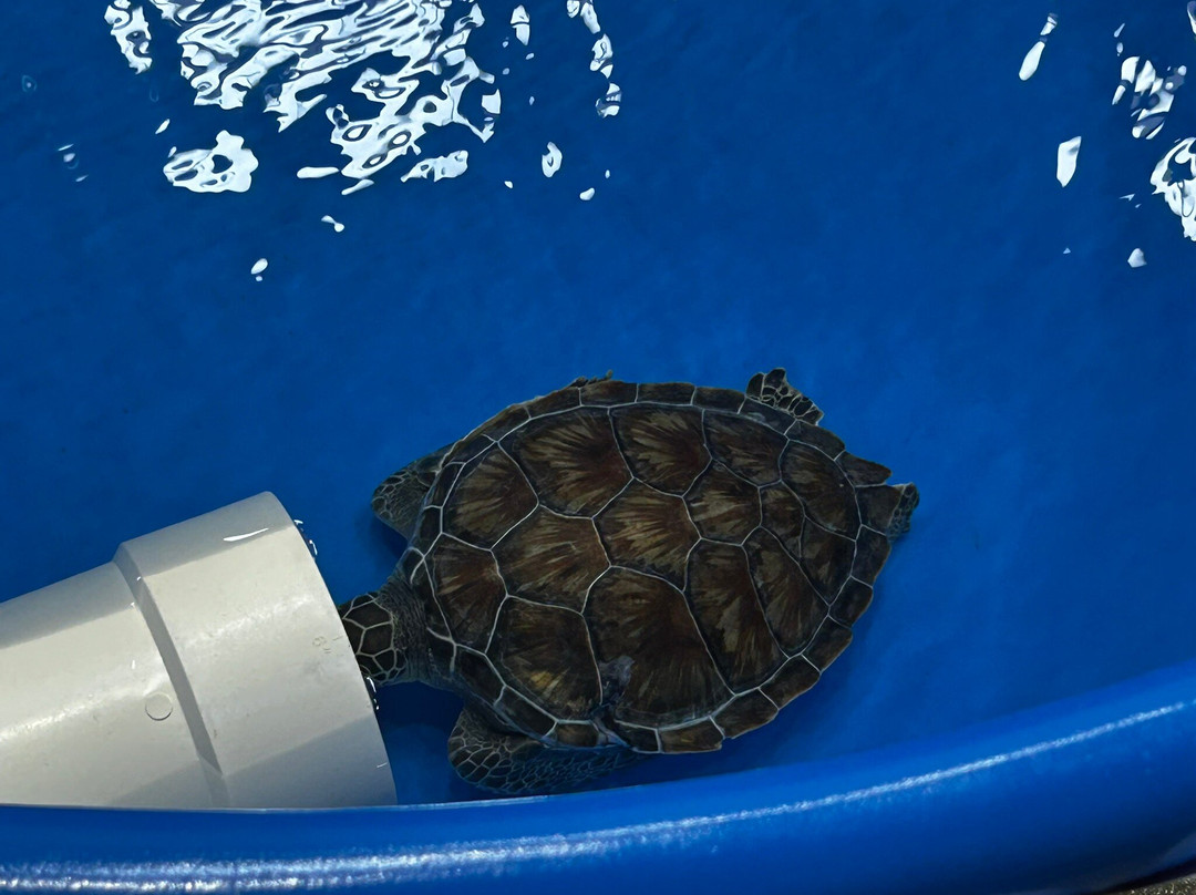 The Karen Beasley Sea Turtle Rescue and Rehabilitation Center-Surf City必去景点