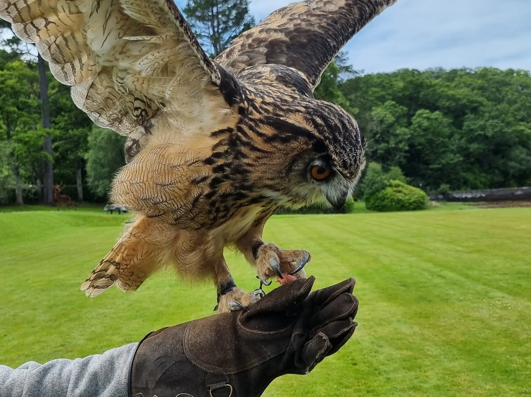 Shieldaig Falconry-盖尔洛赫必去景点