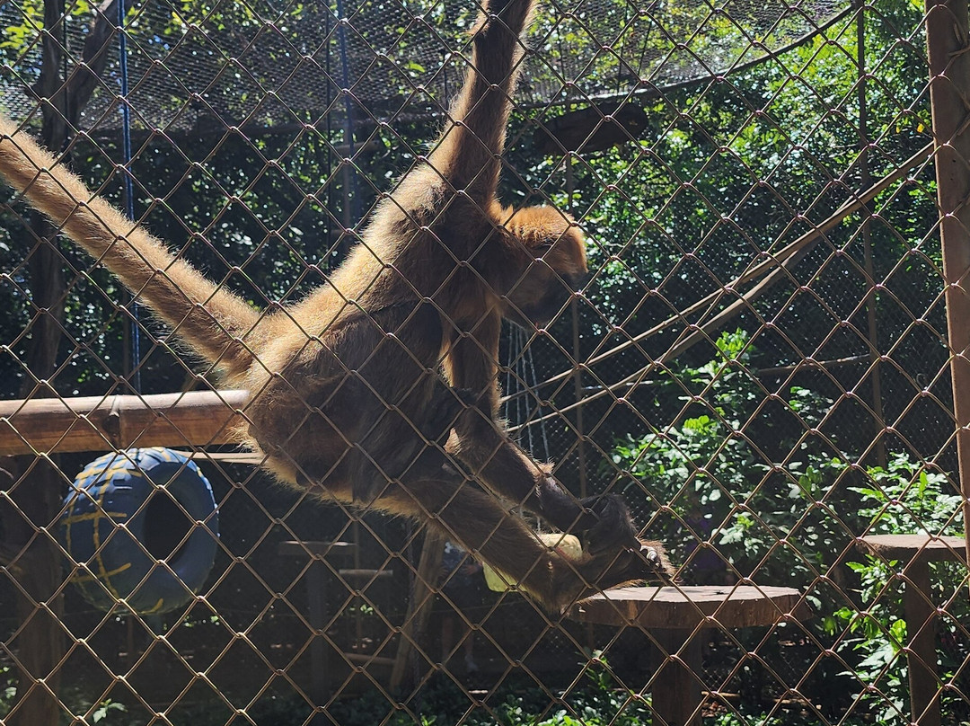 Congo Canopy Tours-Artola必去景点