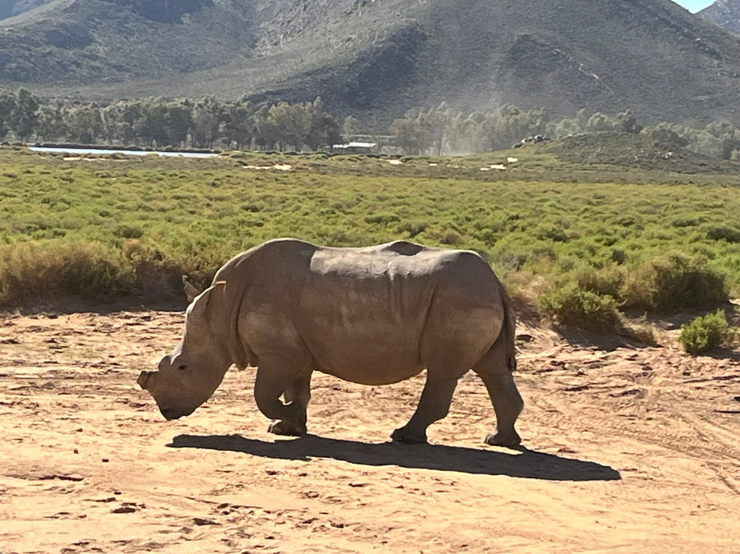 Gems Of Africa Safari And Tours-开普敦必去景点