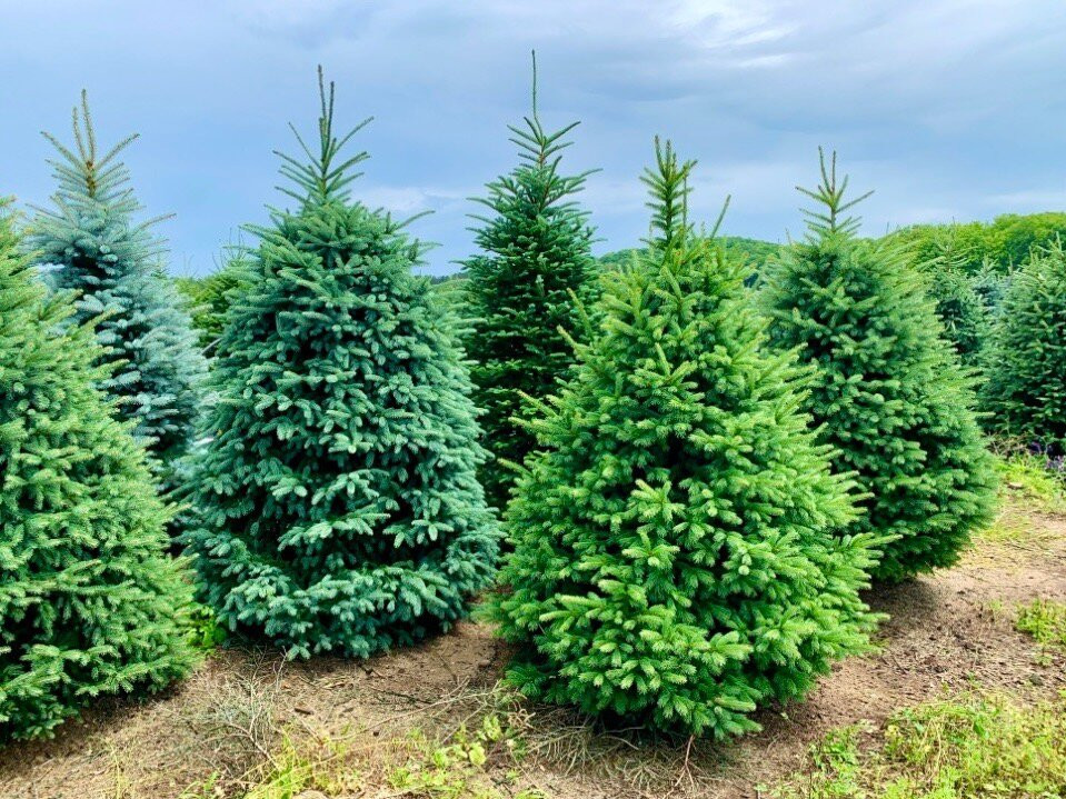 Dutchman Tree Farm-Manton必去景点