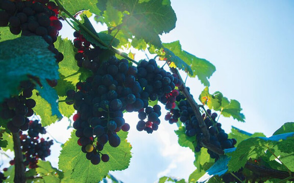 Explore Lechkhumi&Imereti-库塔伊西必去景点