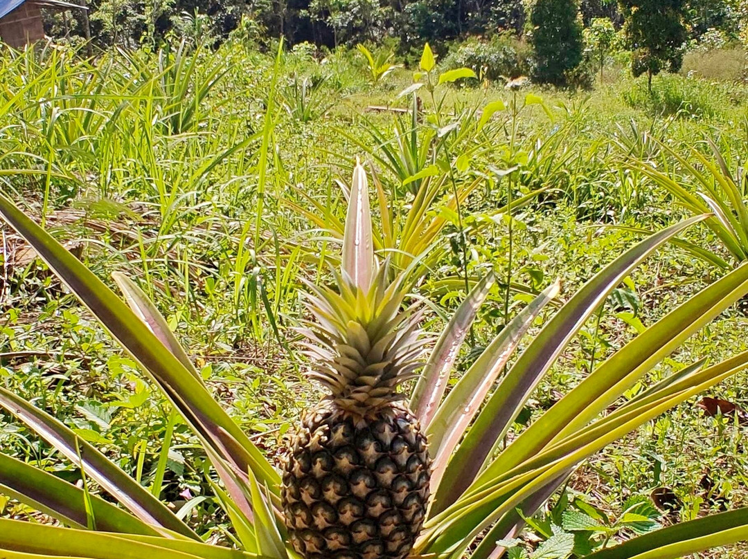 Cunca Plias Waterfall-Labuan Bajo必去景点