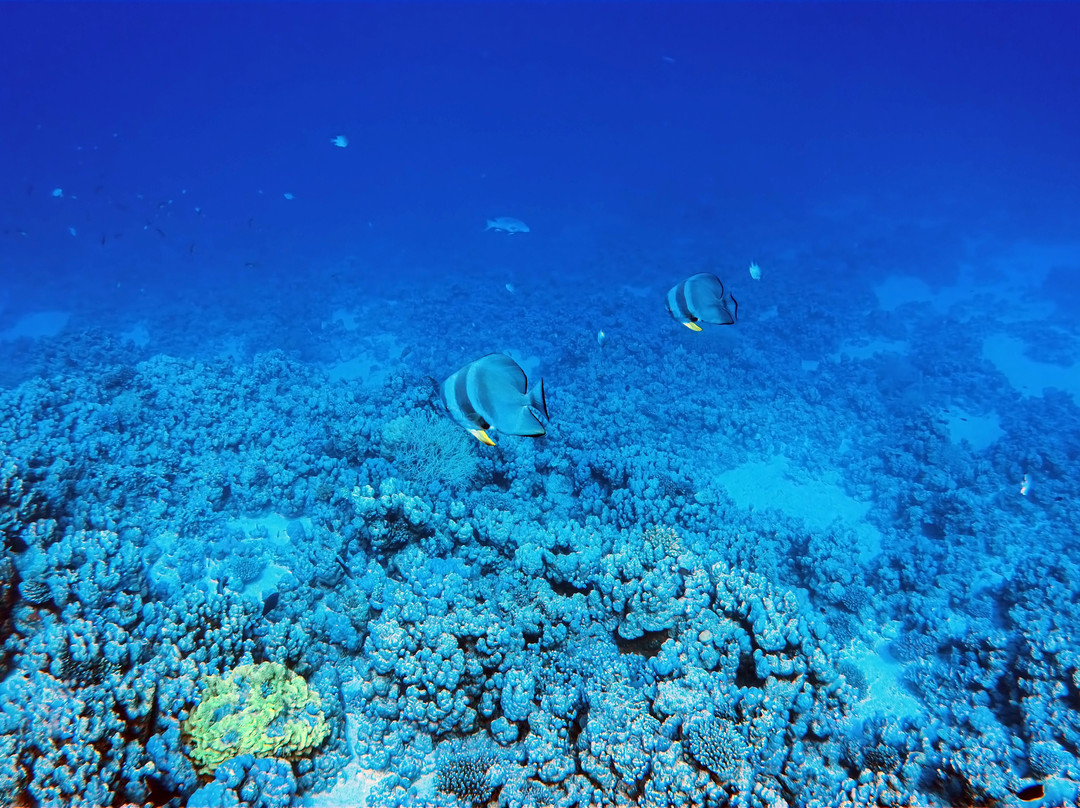 ORCA Dive Club Soma Bay-索马湾必去景点