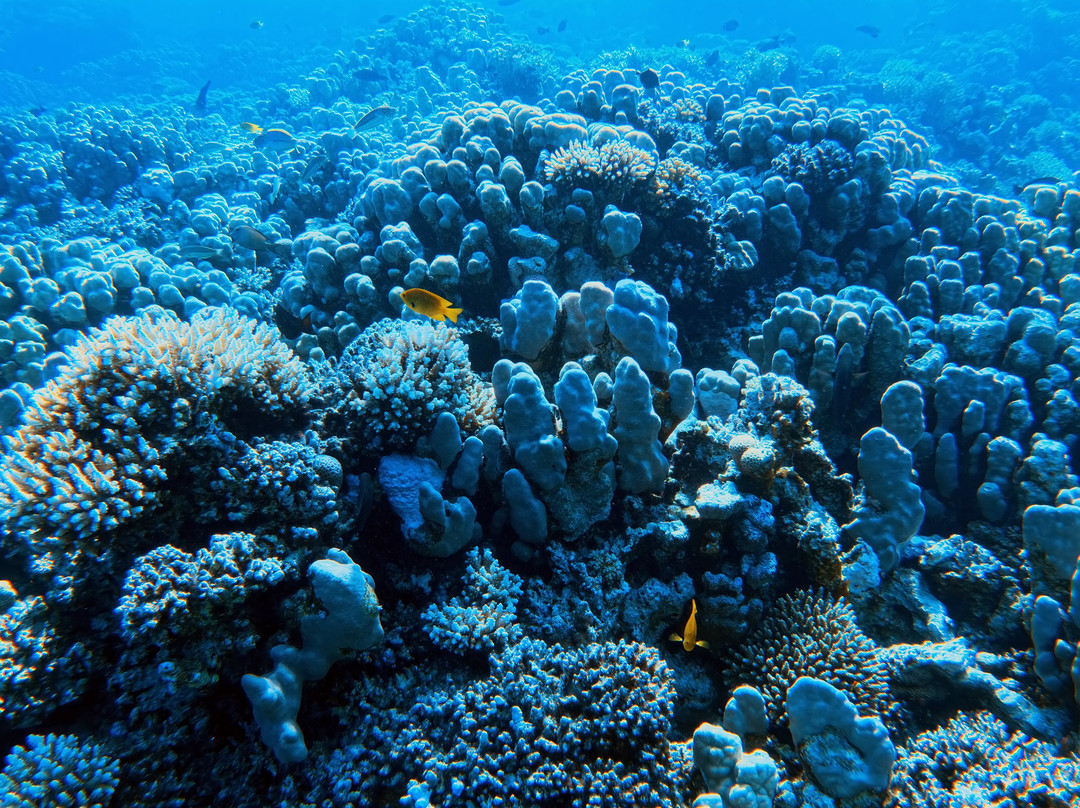 ORCA Dive Club Soma Bay-索马湾必去景点