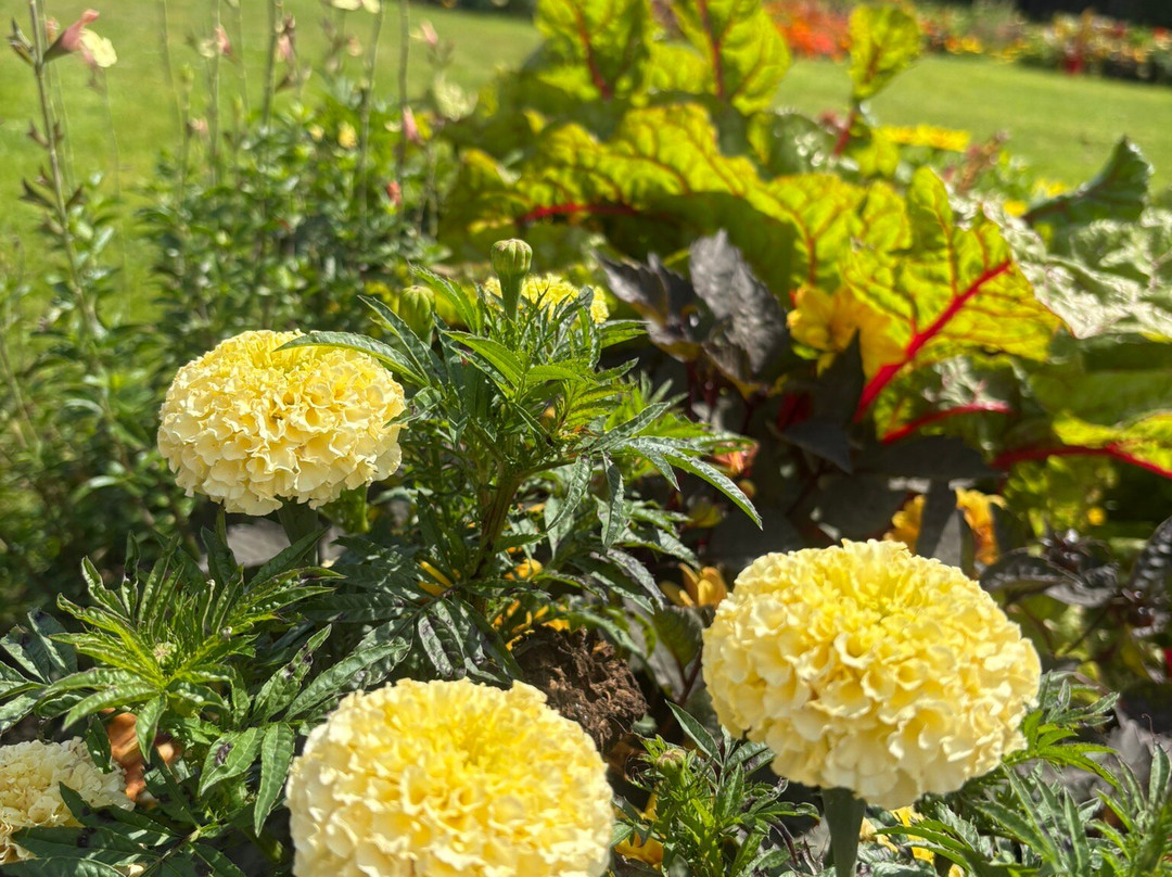 Le Chateau de Luneville-吕内维尔必去景点