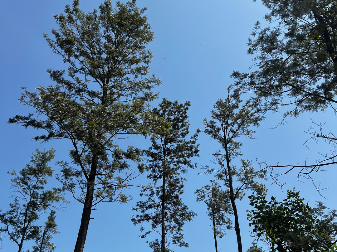 Revival Ceylon Tours-Kuliyapitiya必去景点