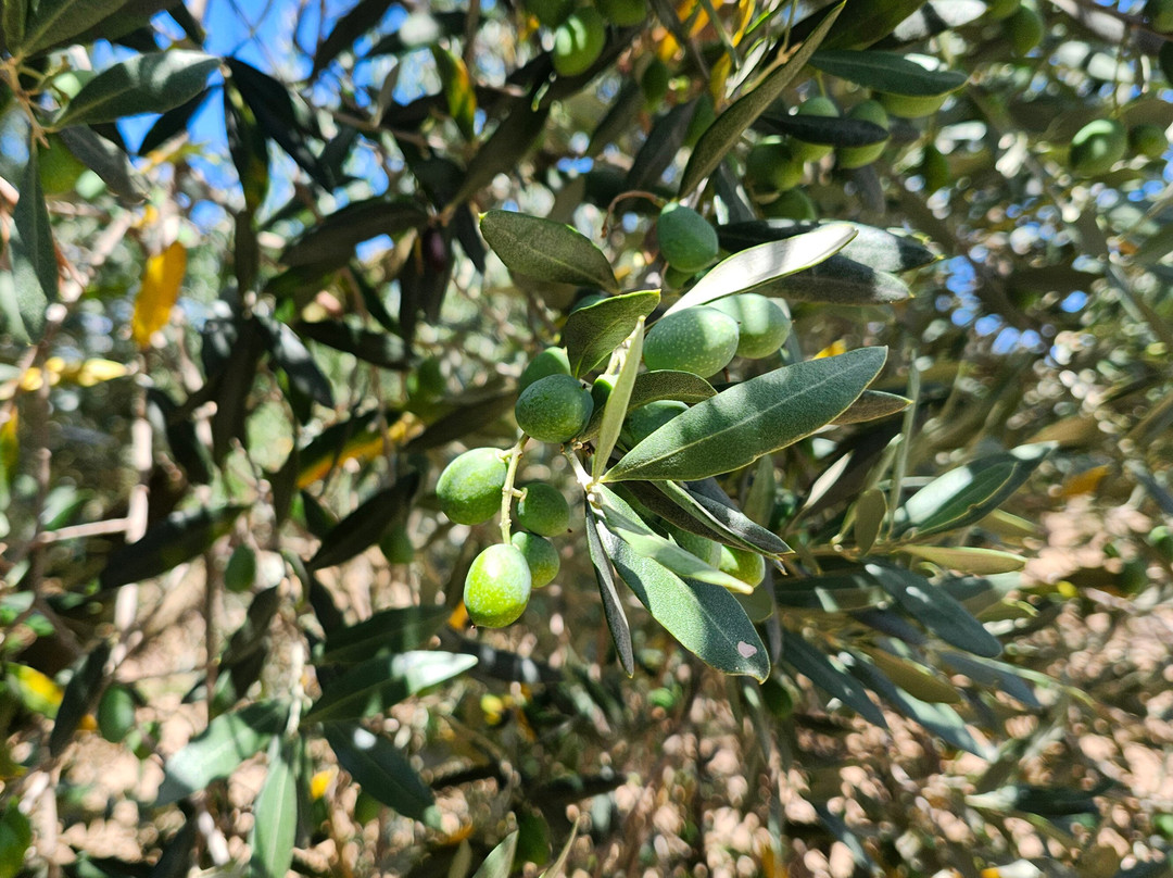 Moulin à Huile Saint Jean-Fontvieille必去景点