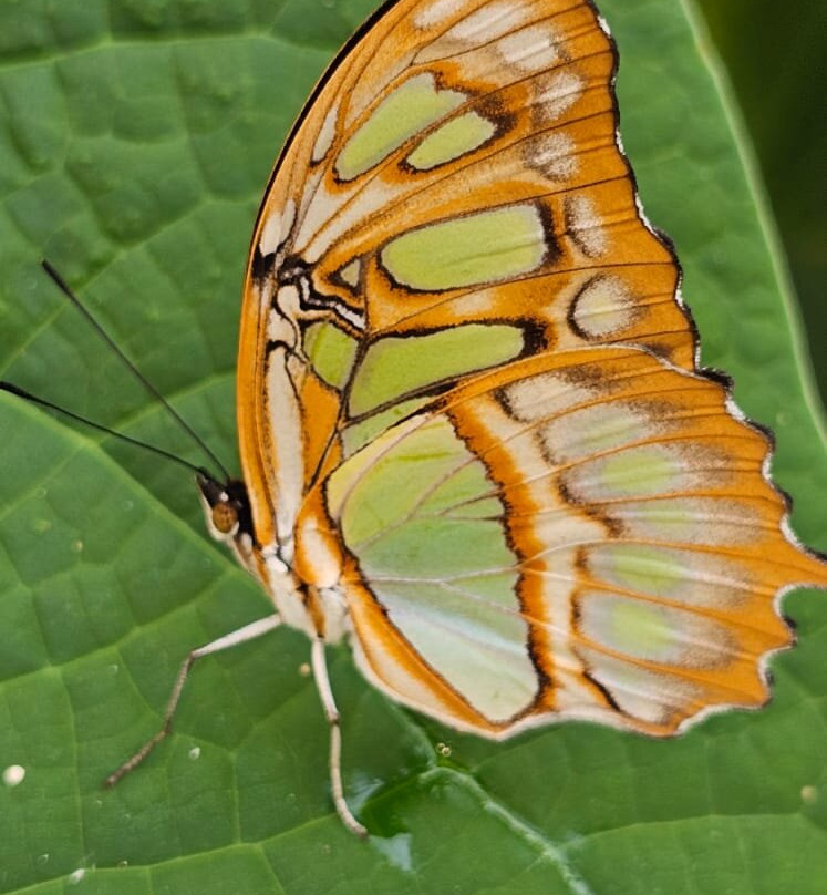Hall Place & Gardens-Bexley必去景点