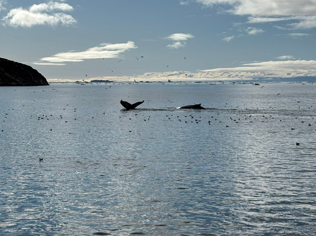 Albatros Arctic Circle Ilulissat-伊卢利萨特必去景点