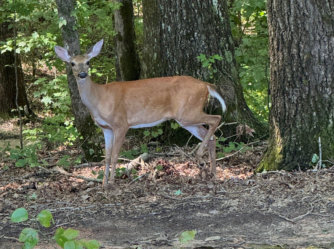 Colonel Francis Beatty Park-马修斯必去景点