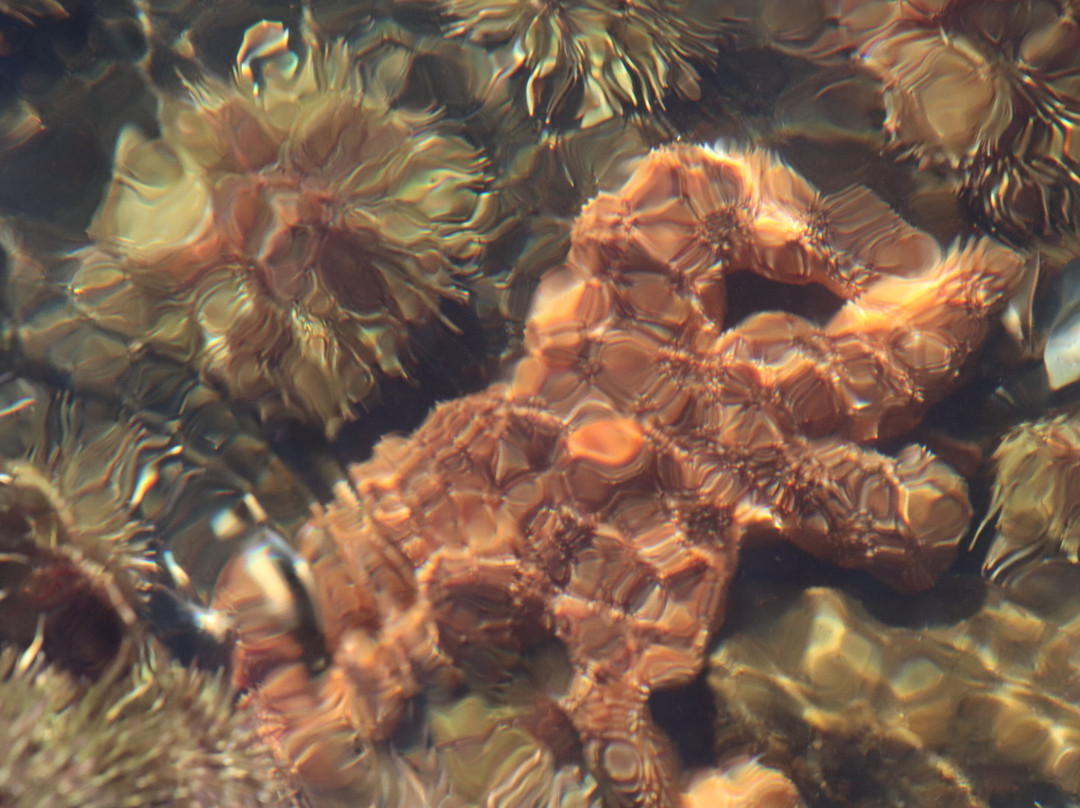 Sentier de la Pointe-de-l'Islet Trail-泰道沙克必去景点