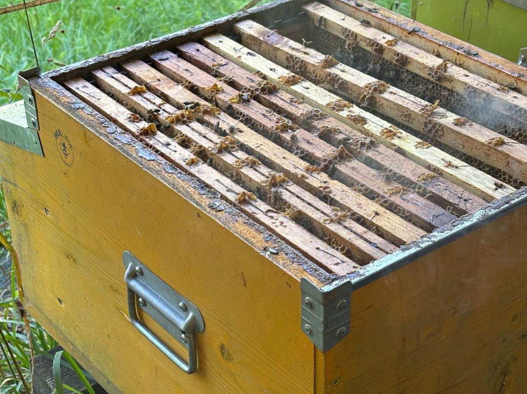 MMape • Mulino Museo dell'ape-Croviana必去景点