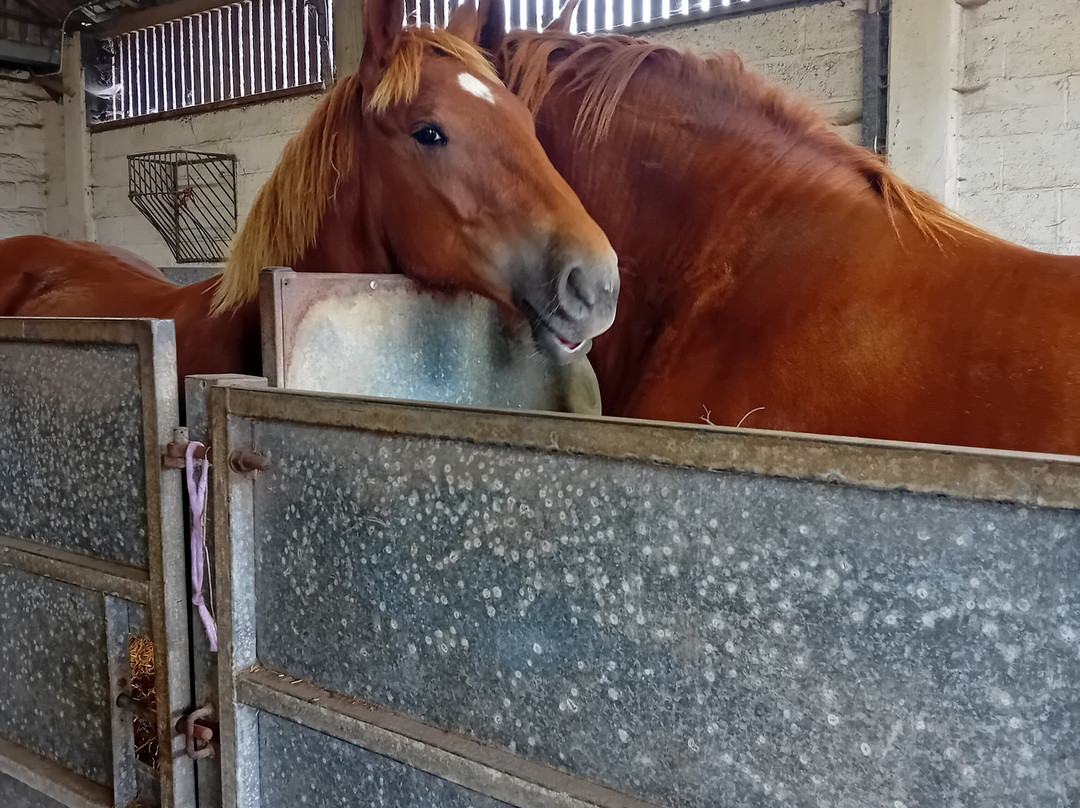 Suffolk Punch Trust-Hollesley必去景点