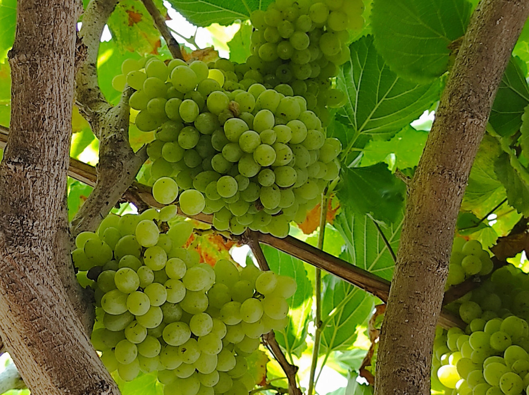 Paradiso Beach-Psalidi必去景点