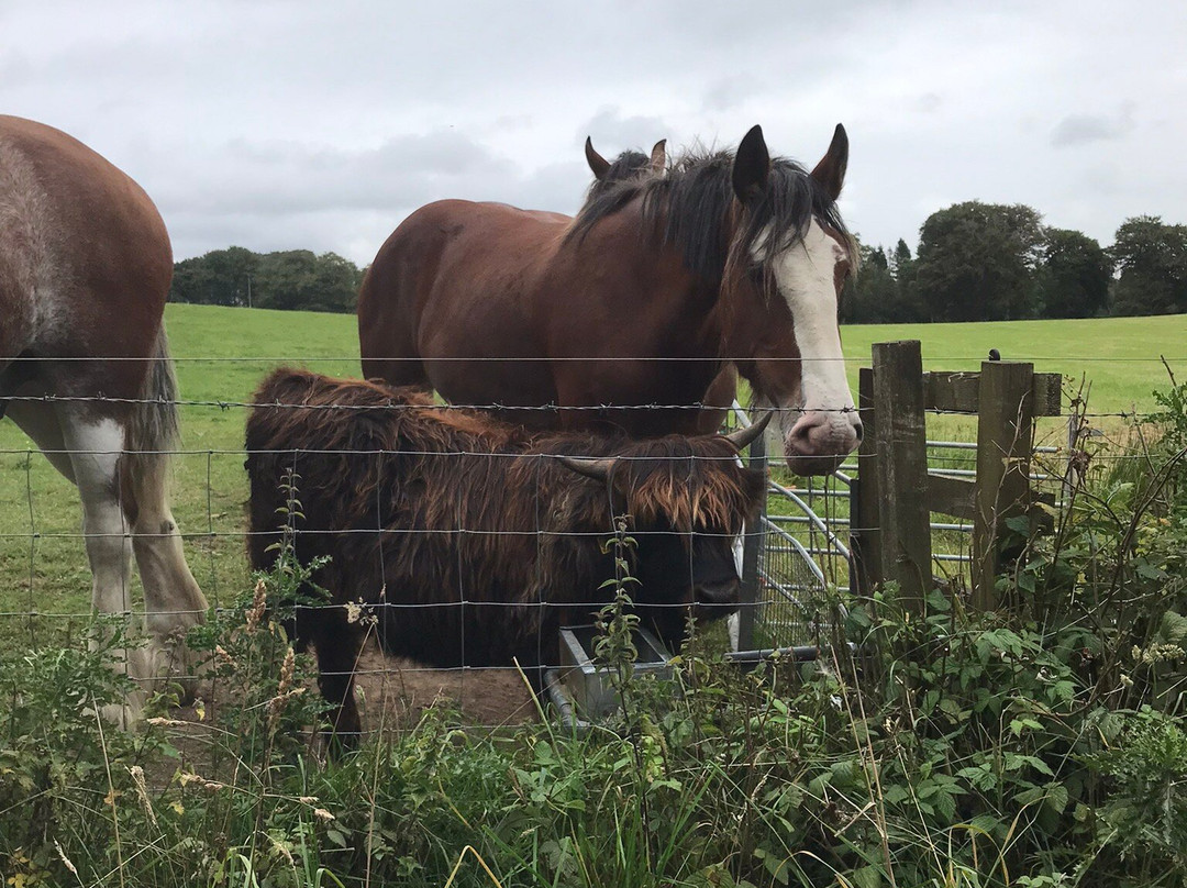 Peggyslea Clydesdales-Penicuik必去景点
