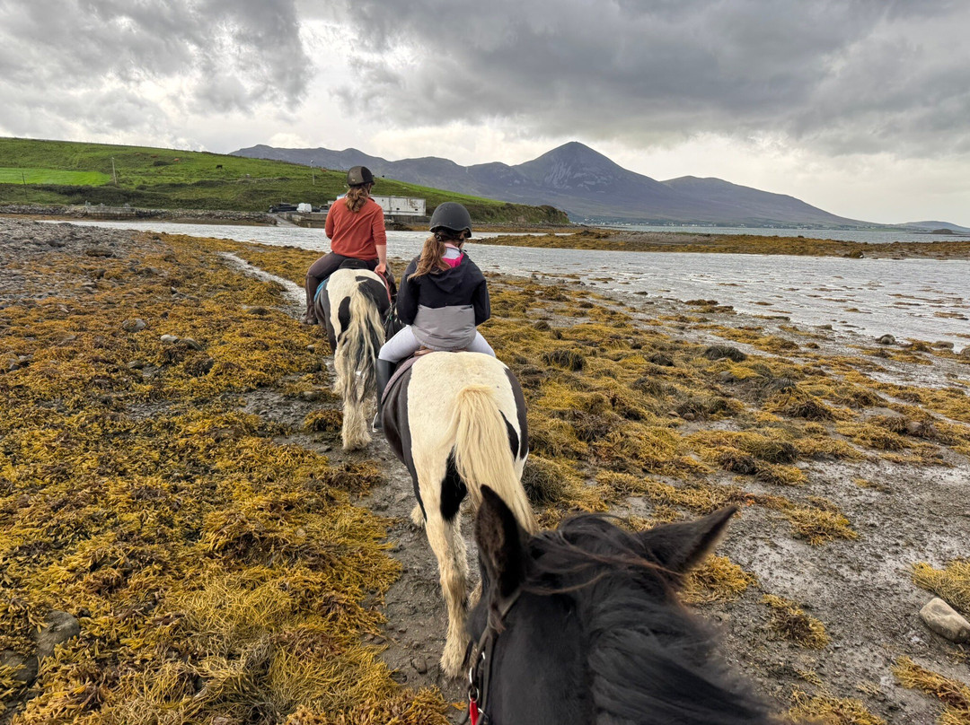 Carrowholly Stables & Trekking Centre-韦斯特波特必去景点