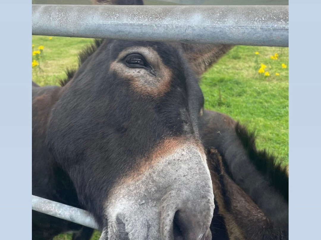 Wild Atlantic Wildlife Park-丁格尔必去景点