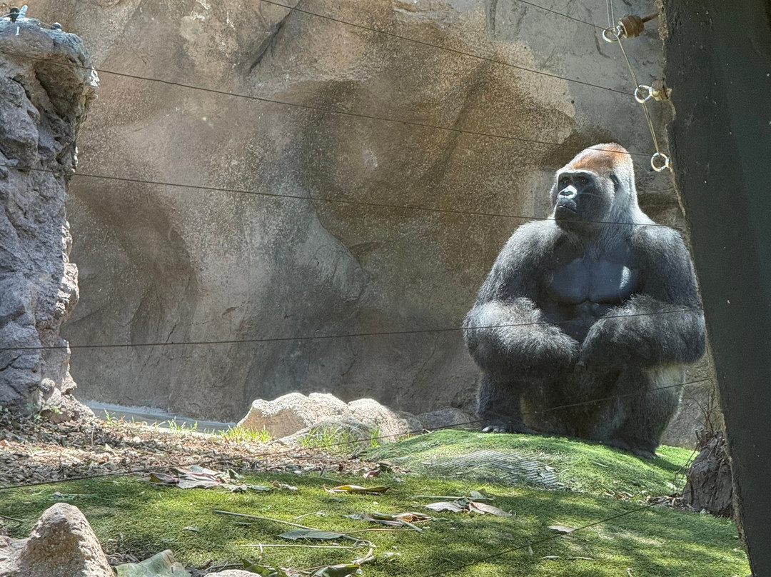 Lobo Park-安特克拉必去景点