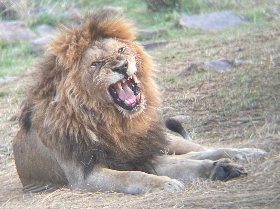Oseki Maasai Mara Camp-Sekenani必去景点