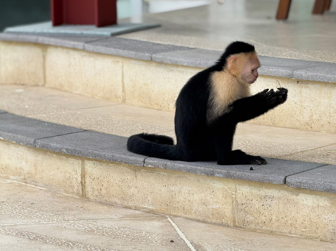 Manuel Antonio Quepos Tours-克波斯必去景点