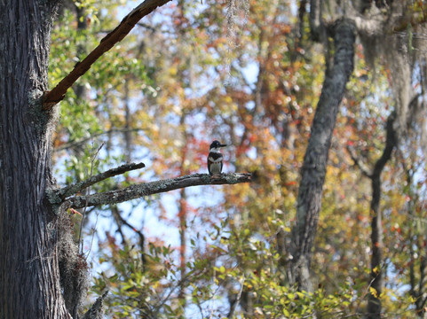 Black River Outdoors-美特尔海滩必去景点