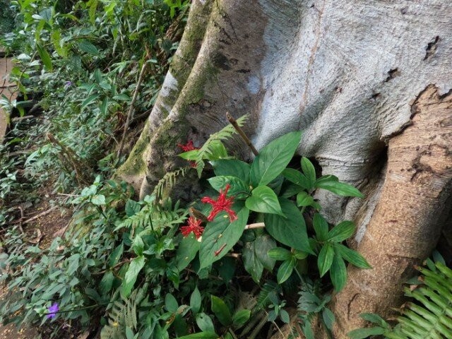 Kayak Wailua-卡帕阿必去景点