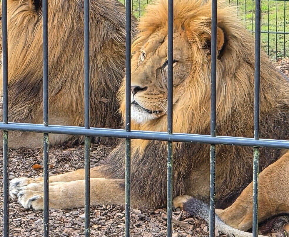 Port Lympne Reserve-Lympne必去景点