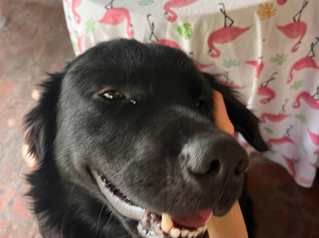 Darang Tea Estate主图