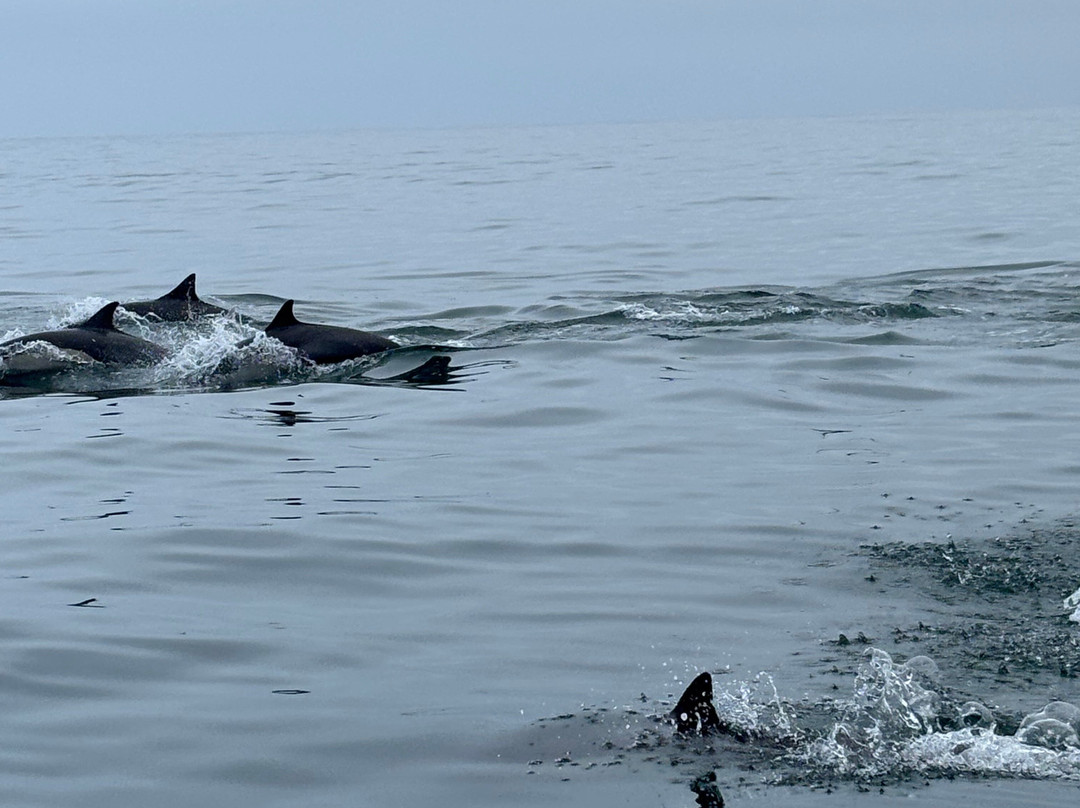 PacIfico Adventures-Organos必去景点