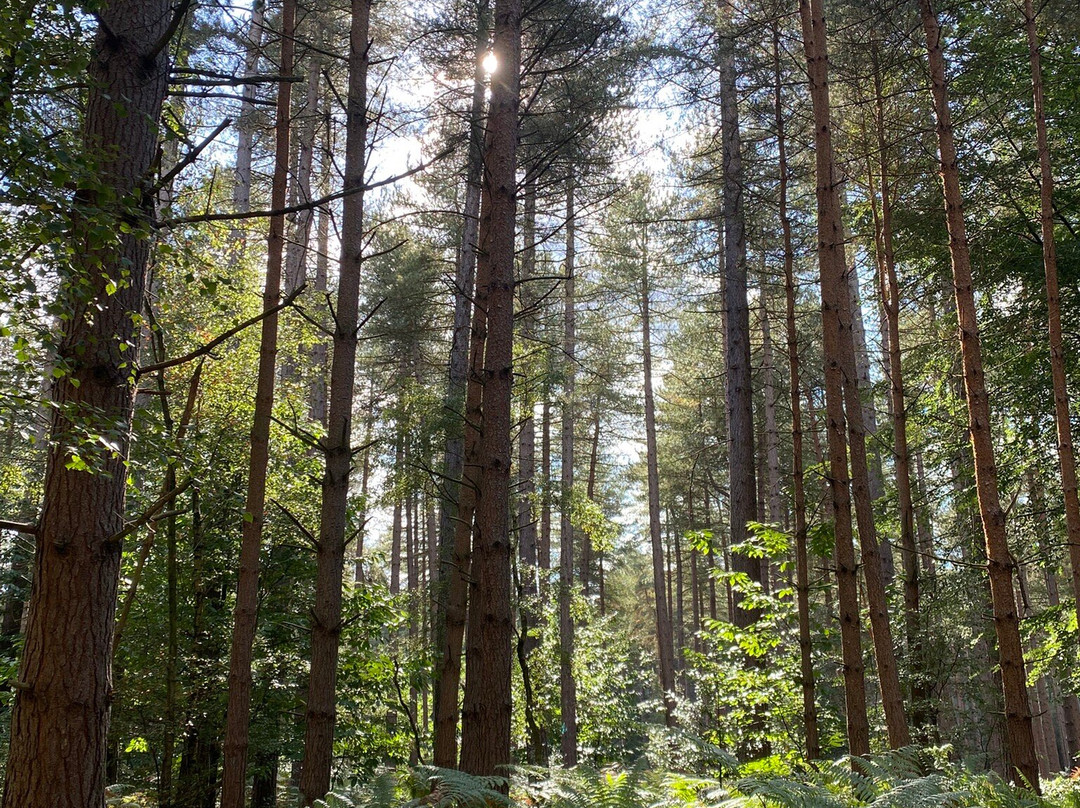 Sherwood Pines-Mansfield必去景点