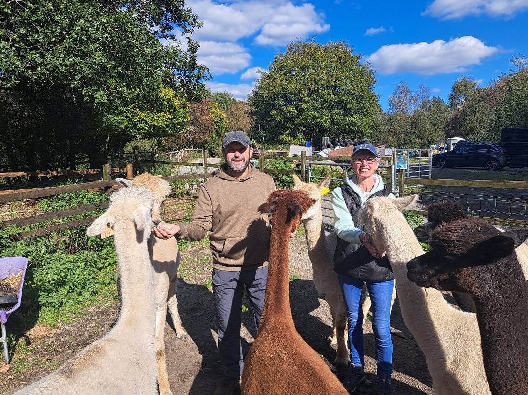 Snowdonia Alpacas-Gellilydan必去景点