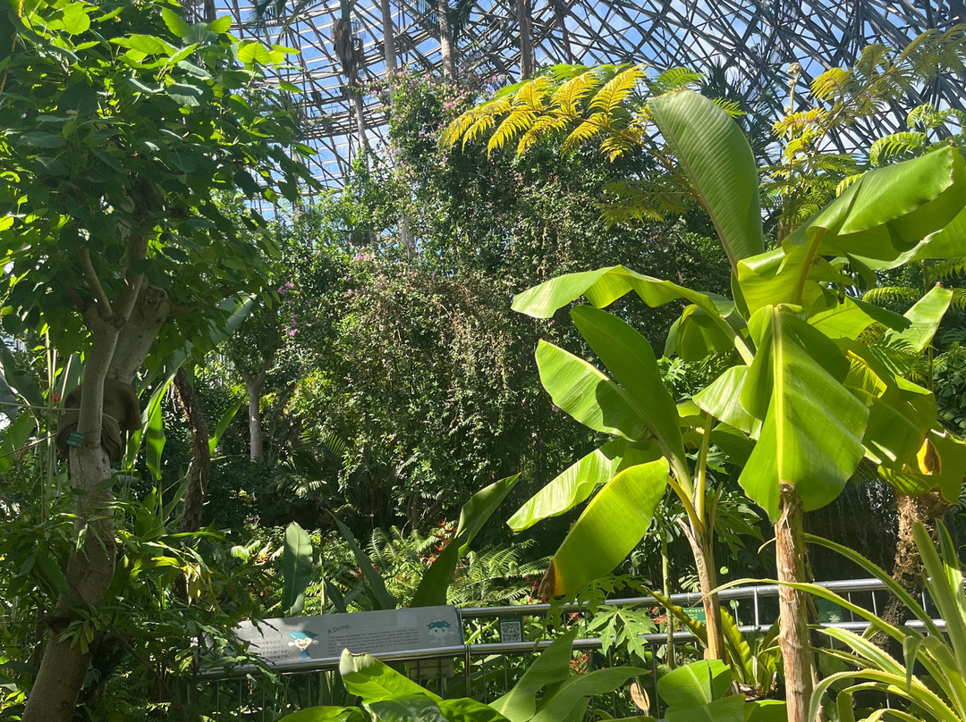 梦之岛热带植物室-江东区必去景点