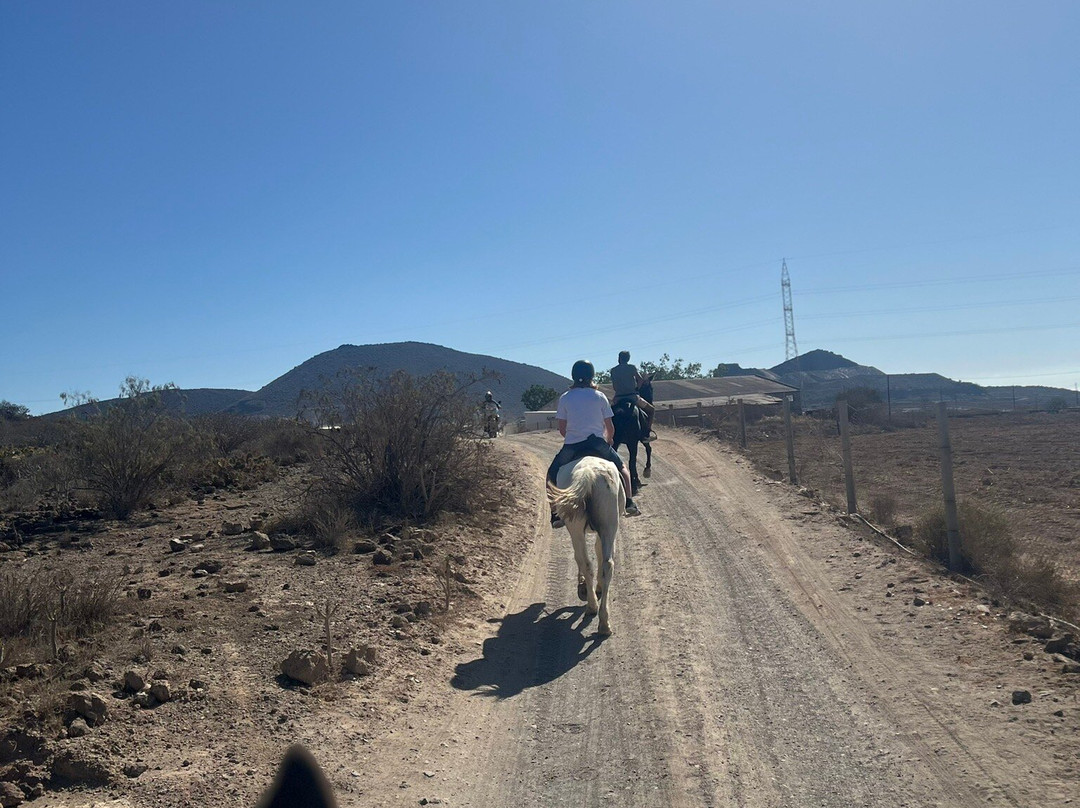 Horse Riding Adventures In Tenerife-圣米格尔德亚沃纳必去景点