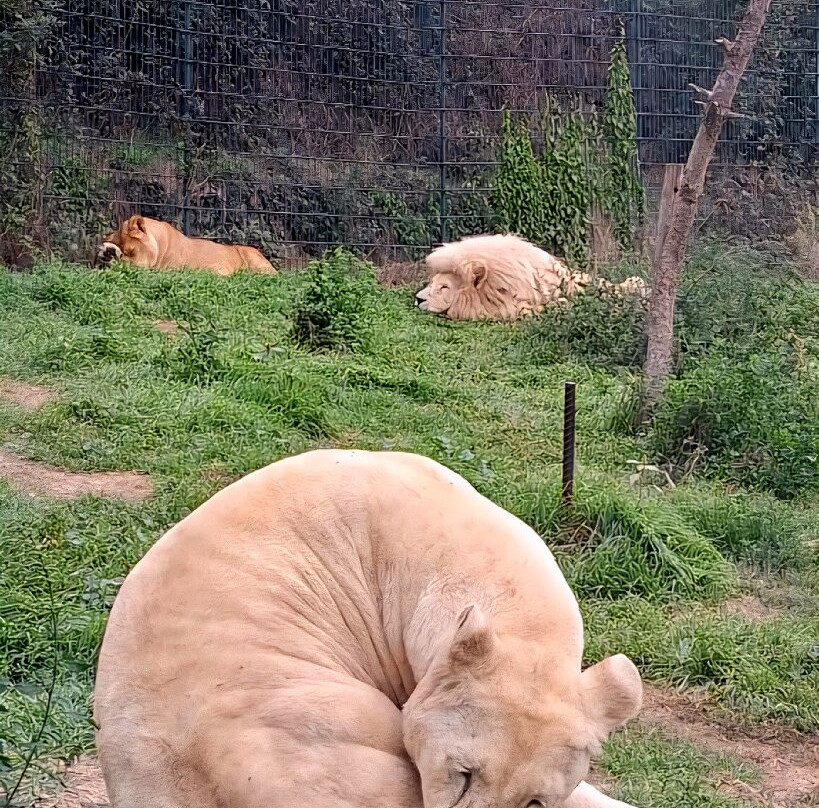 Parc Animalier De Casteil-Casteil必去景点
