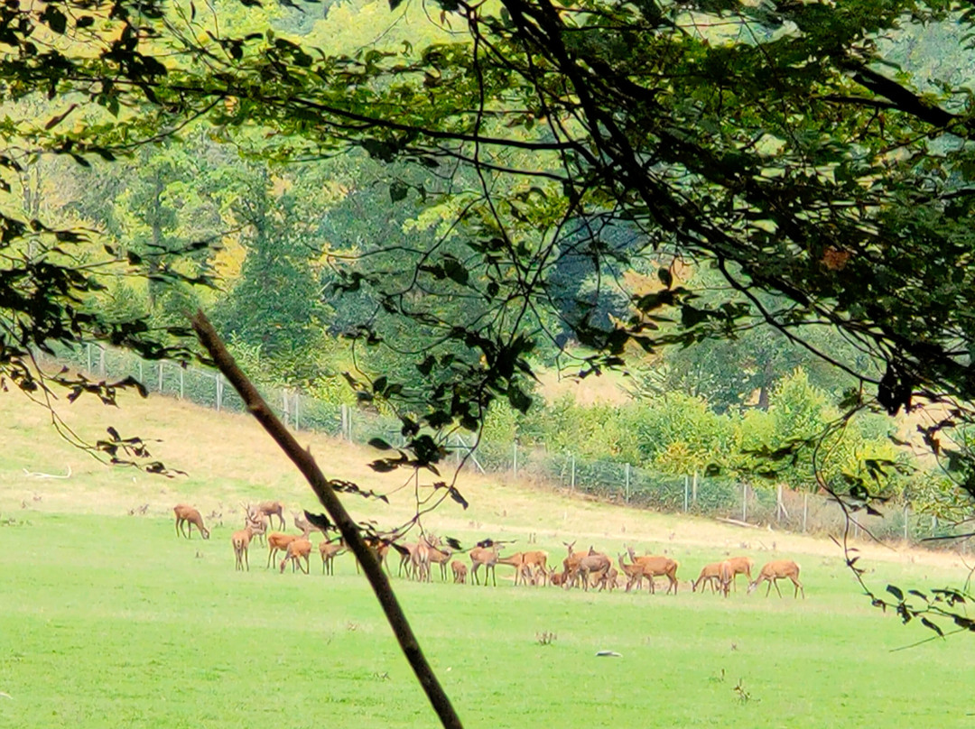 Wild- und Freizeitpark Westerwald-Gackenbach必去景点