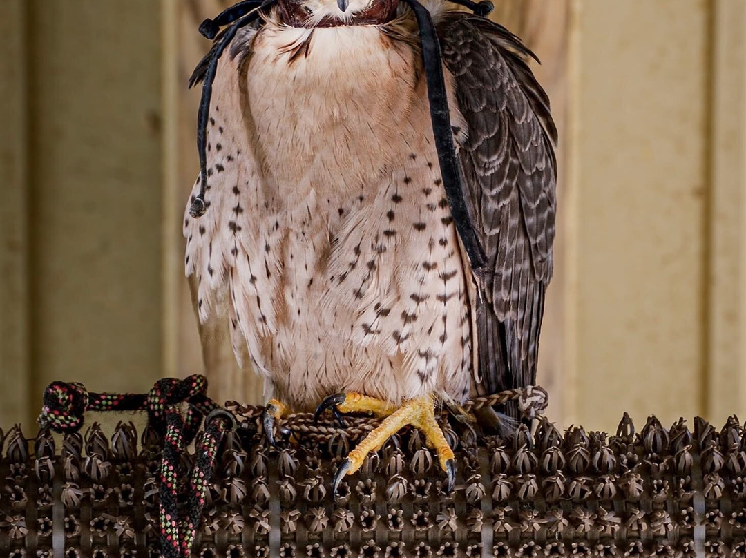 The Greenbrier Falconry-White Sulphur Springs必去景点