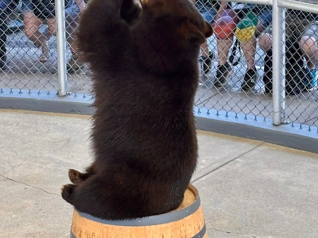 Clark's Bears-林肯必去景点