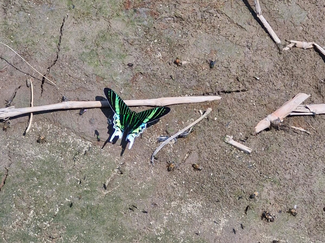 Finca Sachavacayoc lodge主图