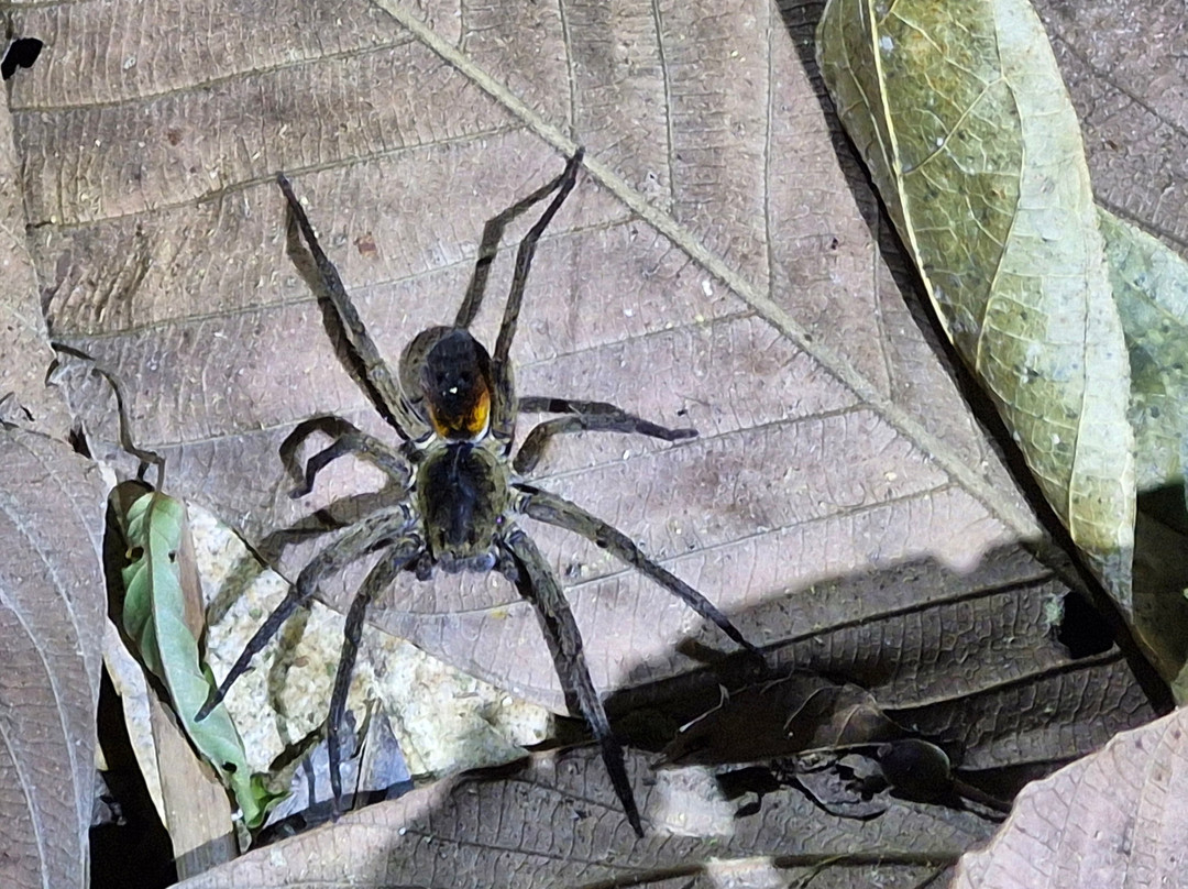 Finca Sachavacayoc lodge主图